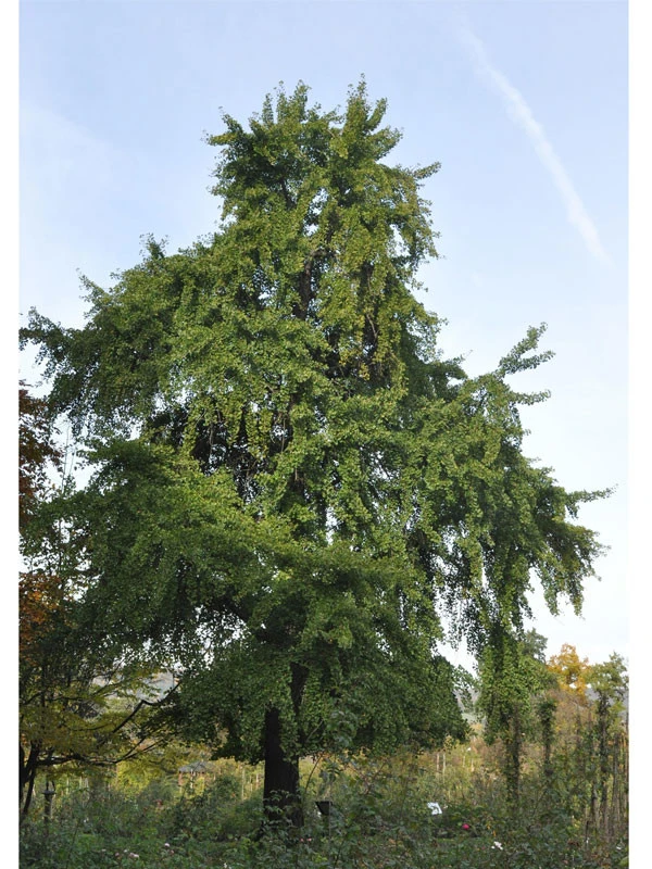 Ginkgo Biloba, Fächerblattbaum - Hochstamm 1 Ginkgo Biloba, Fächerblattbaum - Hochstamm