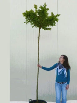 Ginkgo Biloba Mariken, Kugel-Ginkgo - Hochstamm -Gartenwelt Angebote Store ginkgo mariken hochstamm 1280x1280