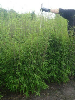 Fargesia Nitida - Neue Saat - Glänzender Schirm-Bambus -Gartenwelt Angebote Store glaenzender schirm bambus 1280x1280