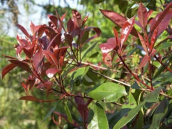 Photinia Fraseri 'Red Robin', Immergrüne Rote Glanzmispel -Gartenwelt Angebote Store glanzmispel red robin austr 1280x1280