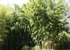 Phyllostachys Nigra 'Henonis', Goldhaar-Bambus -Gartenwelt Angebote Store goldhaar bambus 1280x1280