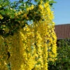 Laburnum Watereri 'Vossii', Edel-Goldregen