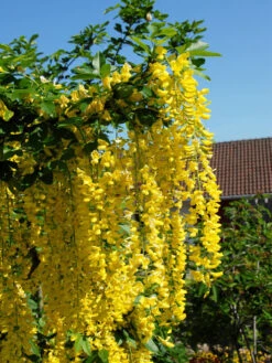 Laburnum Watereri 'Vossii', Edel-Goldregen