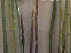 Phyllostachys Aurea, Gelber Bambus -Gartenwelt Angebote Store goldrohrbambus 1280x1280