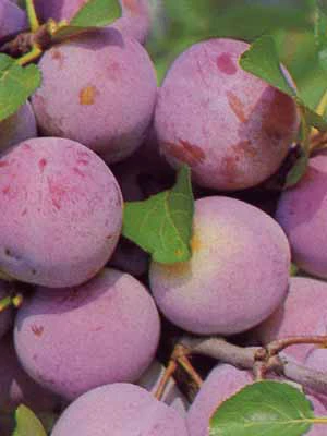 Pflaume Graf Althans Reneclaude 1 Pflaume Graf Althans Reneclaude