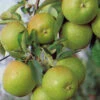 Apfel Granny Smith