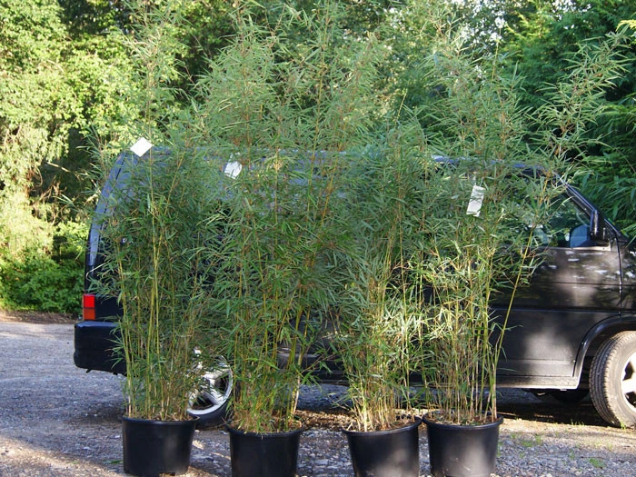 Fargesia Robusta 'Campbell', Großer Heckenbambus 2 Fargesia Robusta 'Campbell', Großer Heckenbambus – Bild 2