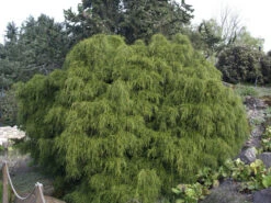 Chamaecyparis Pisifera 'Filifera Nana', Grüne Zwerg-Fadenzypresse -Gartenwelt Angebote Store gruene zwerg fadenzypresse 1280x1280