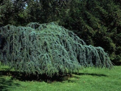 Cedrus Atlantica 'Glauca Pendula', Hängende Blauzeder -Gartenwelt Angebote Store haenge blauzeder 1280x1280