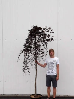 Fagus Sylvatica 'Purpurea Pendula', Schwarzrote Hängeblutbuche - Hochstamm 5 Fagus Sylvatica 'Purpurea Pendula', Schwarzrote Hängeblutbuche - Hochstamm -Gartenwelt Angebote Store haengeblutbuche hochstamm 1280x1280