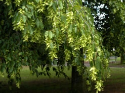 Carpinus Betulus, Hainbuche, Weißbuche - Hochstamm -Gartenwelt Angebote Store hainbuche blaetter55599f49dcdac 1280x1280