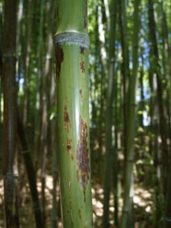 Phyllostachys Nigra 'Boryana', Tigerstreifenbambus - XXL- Produkt -Gartenwelt Angebote Store halm boryana 1280x1280