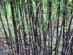 Fargesia Jiuzhaigou 'Deep Purple', Jade Bambus, Rothalmiger Schirm-Bambus 11 Fargesia Jiuzhaigou 'Deep Purple', Jade Bambus, Rothalmiger Schirm-Bambus -Gartenwelt Angebote Store halme schatten deep purple 1280x1280