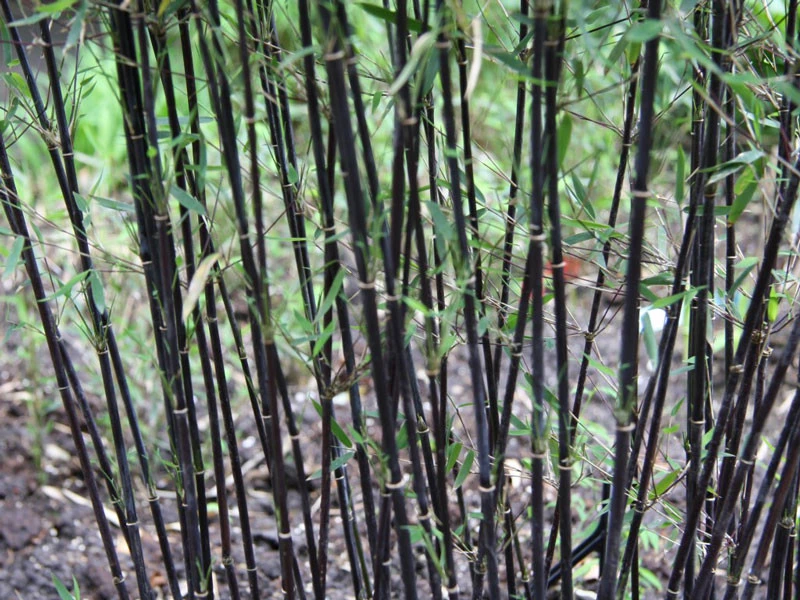 Fargesia Jiuzhaigou 'Deep Purple', Jade Bambus, Rothalmiger Schirm-Bambus 5 Fargesia Jiuzhaigou 'Deep Purple', Jade Bambus, Rothalmiger Schirm-Bambus – Bild 5