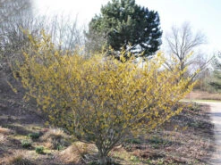 Hamamelis Intermedia 'Arnold Promise', Zaubernuss -Gartenwelt Angebote Store hamamelis arnold promise 1280x1280