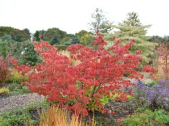 Cornus Kousa 'Satomi', Japanischer Blumenhartriegel -Gartenwelt Angebote Store hartriegel satomi herbst 1280x1280