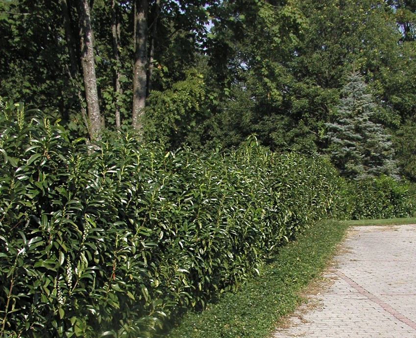 Prunus Laurocerasus Genolia® 'Mariblon', Säulenförmiger Kirschlorbeer 5 Prunus Laurocerasus Genolia® 'Mariblon', Säulenförmiger Kirschlorbeer – Bild 5