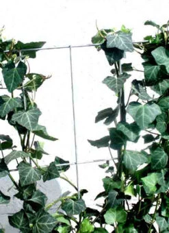 Hedera Helix 'Woerneri' - Immergrüner Efeu - XXL-Produkt -Gartenwelt Angebote Store hecke alm j3 78685 2 1280x1280