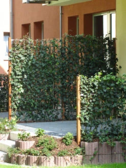 Hedera Helix 'Woerneri' - Immergrüner Efeu - XXL-Produkt -Gartenwelt Angebote Store hedera element 1m j2 78685 3 1280x1280