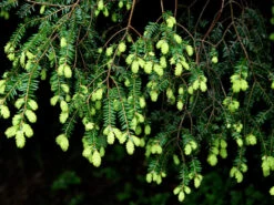 Tsuga Canadensis, Kanadische Hemlockstanne -Gartenwelt Angebote Store hemlocktanne nadeln55599f5729b5d 1280x1280