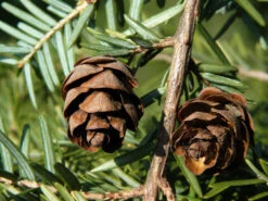 Tsuga Canadensis, Kanadische Hemlockstanne -Gartenwelt Angebote Store hemlocktanne zapfen55599f5753938 1280x1280