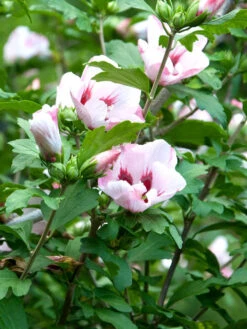 Hibiscus Syriacus 'Hamabo', Hibiskus