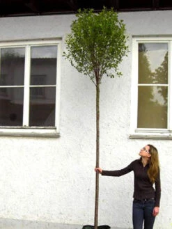 Prunus Fruticosa 'Globosa', Kugel-Kirsche - Hochstamm 8 Prunus Fruticosa 'Globosa', Kugel-Kirsche - Hochstamm -Gartenwelt Angebote Store hochstamm prunus globosa 1280x1280