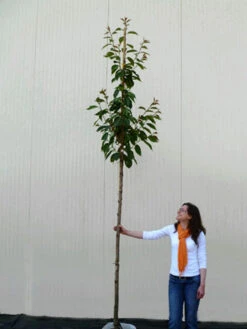 Prunus Serrulata 'Kanzan', Japanische Nelkenkirsche - Hochstamm -Gartenwelt Angebote Store hochstamm prunus kanzan 1280x1280