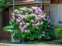 Hydrangea Arborescens 'Pink Annabelle', Ball-Hortensie -Gartenwelt Angebote Store hydrangea arborescens pink 1280x1280