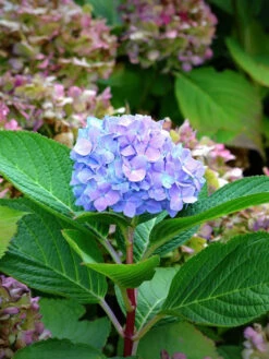 Hydrangea Macrophylla 'Bodensee'