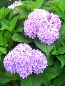 Hydrangea Macrophylla 'Endless Summer Rosa'® -Gartenwelt Angebote Store hydrangea endl summer 1 447 80368 2 1280x1280