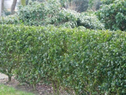 Ilex Meserveae Blue Prince, Stechpalme -Gartenwelt Angebote Store ilex blue prince hecke 1280x1280