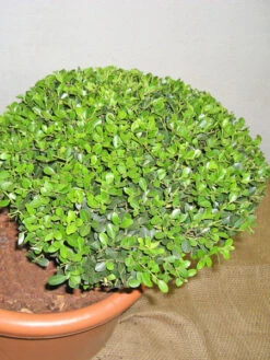 Ilex Crenata Green Hedge - Bonsai, XXL-Produkt -Gartenwelt Angebote Store ilex detail3 1280x1280