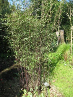 Fargesia Jiuzhaigou 'Deep Purple', Jade Bambus, Rothalmiger Schirm-Bambus 10 Fargesia Jiuzhaigou 'Deep Purple', Jade Bambus, Rothalmiger Schirm-Bambus -Gartenwelt Angebote Store jade bambus deep purple 1280x1280