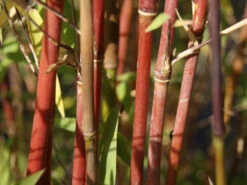 Fargesia Jiuzhaigou, Jade Bambus, Rothalmiger Schirm-Bambus 5 Fargesia Jiuzhaigou, Jade Bambus, Rothalmiger Schirm-Bambus -Gartenwelt Angebote Store jade bambus 1280x1280