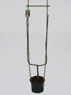 Jonagold, Apfel - U-Spalier -Gartenwelt Angebote Store jonagold spalier 1280x1280