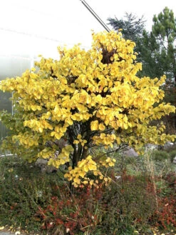 Cercis Siliquastrum, Judasbaum 6 Cercis Siliquastrum, Judasbaum -Gartenwelt Angebote Store judasbaum 1280x1280