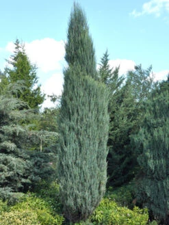 Juniperus Scopulorum 'Blue Arrow', Blauer Raketen-Wacholder