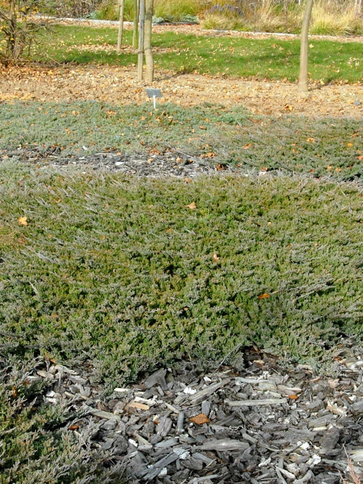 Juniperus Horizontalis 'Blue Chip', Teppichwacholder 1 Juniperus Horizontalis 'Blue Chip', Teppichwacholder