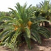 Kanarische Dattelpalme, Phoenix Canariensis