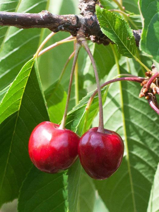 Süßkirsche Büttners Rote Knorpelkirsche 1 Süßkirsche Büttners Rote Knorpelkirsche