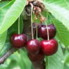 Süßkirsche 'Große Schwarze Knorpelkirsche'