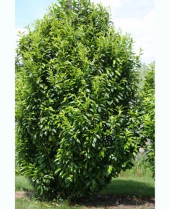Prunus Laurocerasus Genolia® 'Mariblon', Säulenförmiger Kirschlorbeer 12 Prunus Laurocerasus Genolia® 'Mariblon', Säulenförmiger Kirschlorbeer -Gartenwelt Angebote Store kirschlorbeer genolia marib 1280x1280
