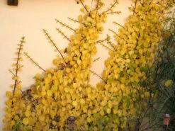 Hydrangea Petiolaris, Kletterhortensie -Gartenwelt Angebote Store kletterhortensie 1280x1280