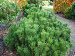 Pinus Mugo Pumilio, Zwerg-Latsche -Gartenwelt Angebote Store kriechkiefer 1280x1280