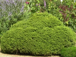 Picea Abies 'Little Gem', Kugel-Fichte, Kissen-Fichte 5 Picea Abies 'Little Gem', Kugel-Fichte, Kissen-Fichte -Gartenwelt Angebote Store kugel fichte little gem 1280x1280