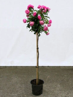 Rosen-Stämmchen Leonardo Da Vinci ® - Meilland -Gartenwelt Angebote Store leonardo da vinci stamm 1280x1280