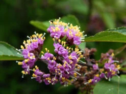 Callicarpa Bodinieri 'Profusion', Liebesperlenstrauch -Gartenwelt Angebote Store liebesperlenstrauch55599b9dc5ebd 1280x1280
