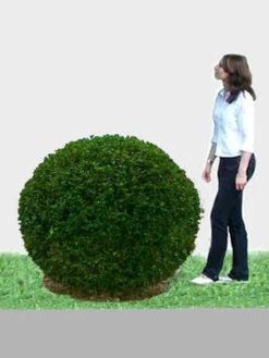 Ligusterkugel, Ligustrum Vulgare Atrovirens - XXL-Produkt