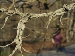 Liquidambar Styraciflua, Amberbaum -Gartenwelt Angebote Store liquidambar styraciflua ast 1280x1280